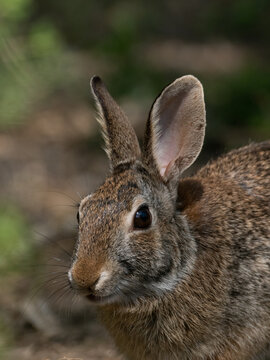 Close Up of the Head and Chest of an Eastern Cottontail Rabbit in the Wild