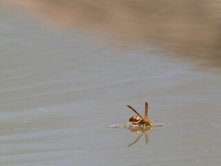 Yellow Paper Wasp Floating on Still Water