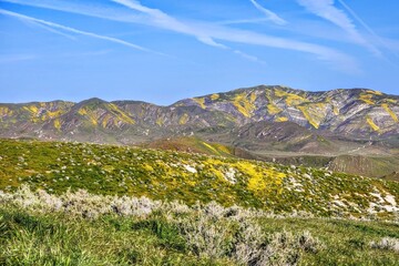 Landscape of colorful yellow, purple, and orange wildflowers covering the hills of Carrizo Plain National Monument, April 2023