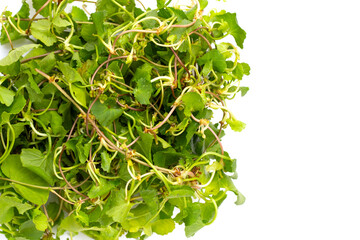 Gotu kola plant or Asiatic pennywort, Indian pennywort