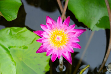 Beautiful blooming Nymphaea lotus flower with leaves, Water lily pot