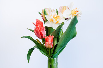 Beautiful bouquet of tulips and daffodils with a white background.