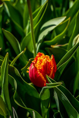 Red and yellow, fringed, tulip beginning to bloom in an outdoor flower garden.