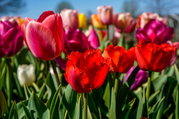 Colorful flower bed full of tulips that are blooming.