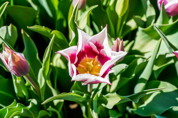 Beautiful purple and white, lily style, tulip. Focus on the center of the flower.