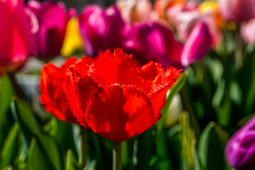 Red fringe tulip in full bloom in an outdoor garden space.