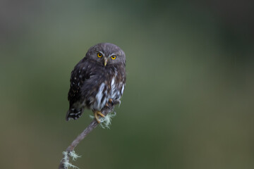 owl in oil painting on a branch