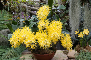 Brilliant dendrobium orchid blossoms in a greenhouse setting