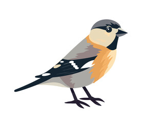 Small finch bird animal