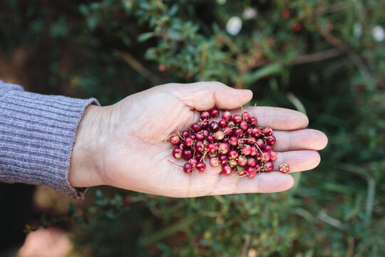 The Power of Murta: Picking handful Wild Chilean Berry, Packed with Vitamins, Minerals, and Antioxidants