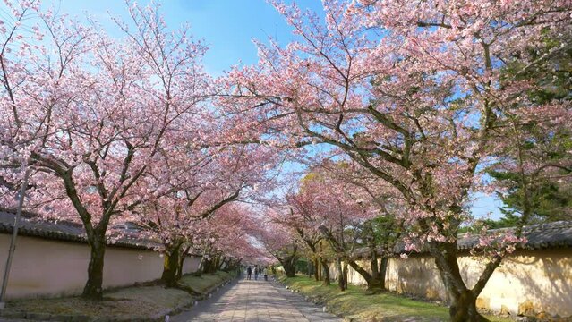 Beautiful pink Japanese cherry blossoms in a shrine in Kyoto, sakura trees in bloom in Japan in the springtime, Daigoji shrine in Kyoto in spring