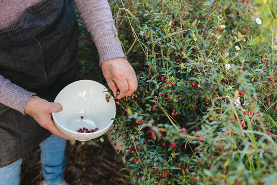 Unrecognizable mapuche woman picking chilean superfood murta berry into a bowl. Ugni molinae