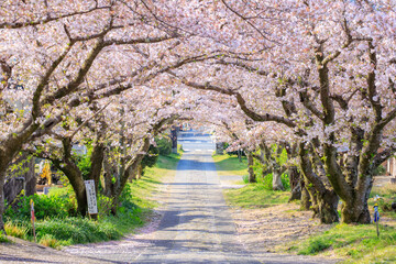 Fototapeta premium 円応寺の桜並木 佐賀県武雄市 Row of cherry blossom trees at Ennoji Temple. Saga Pref, Takeo city. 