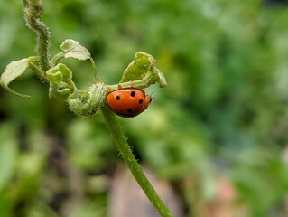 ladybird on a leaf