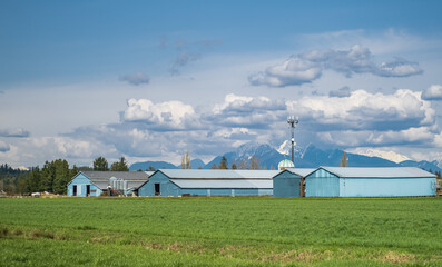 Mass production modern poultry farming sheds. Modern dairy barn against a beautiful blue cloudy sky...
