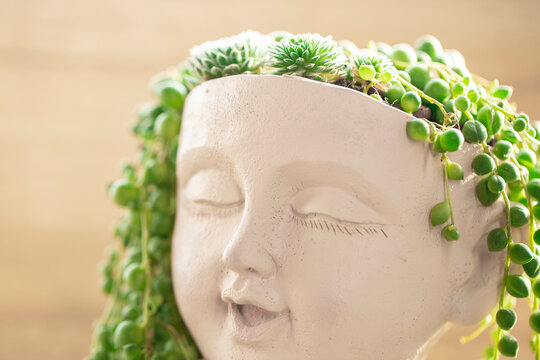  succulent garden.sustainable design aesthetics.sedums and Succulents in a pot in the girls head.groundcover flower.laughing girl Pot with vegetal green hair.Sempervivum sedum.