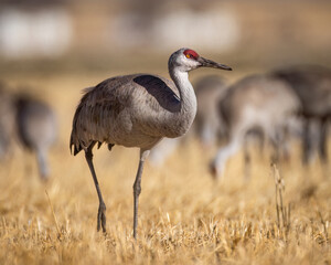 Sandhill Crane - grus canadensis - walking in grain field during spring migration Monte Vista National Wildlife Refuge Monte Vista, Colorado