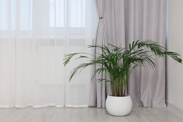 Stylish room interior with houseplant and beautiful window curtains. Space for text