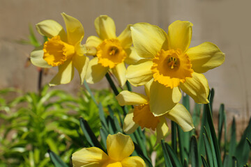 Beautiful yellow daffodils growing outdoors on spring day