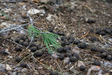 Close up of bunny excrements in the forest outdoors. hare excrements at the forest. 