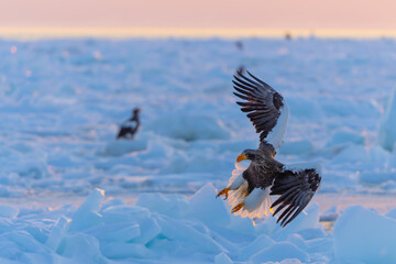 Stellar Sea Eagle Lands on Drift Ice in Morning Light