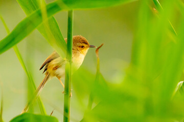Plain Prinia Bird Perched on Grass in Taipei Park
