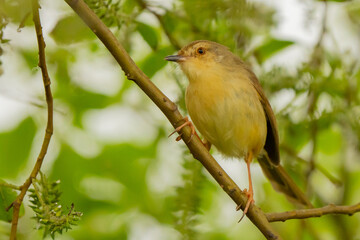 Plain Prinia Bird Perched on Grass in Taipei Park