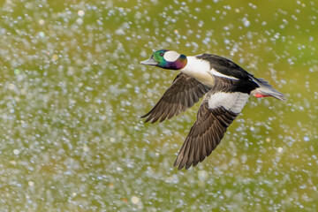 Male Bufflehead Duck  in Flight Across Fall Colored Pond