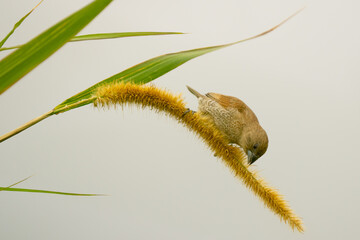 Scaly-Breasted Munia Bird in Swamp Grass in Taipei