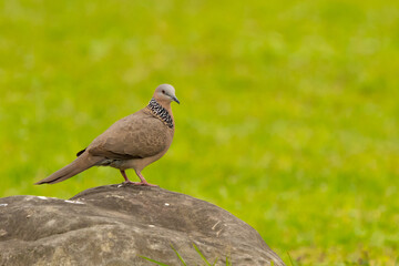 Spotted Dove in Taipei Park