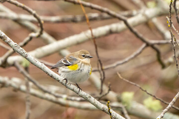 Female Yellow Warbler in a Bare Tree in Winter