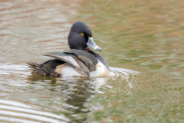 Handsome Male Ring-Necked Duck Preens on a Quiet Pond