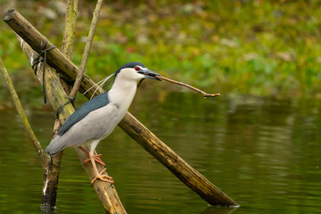 Black-Crowned Night Heron Gathers Nesting Material in Taipei Park