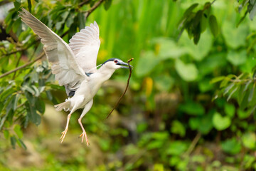 Black-Crowned Night Heron Gathers Nesting Material in Taipei Park
