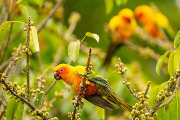 Sun Conures (Parakeets) Cause Trouble in Taipei Park