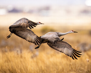 Sandhill Cranes - Grus canadensis - taking flight on overcast morning during spring migration Monte Vista National Wildlife Refuge Monte Vista, Colorado