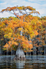 Fototapeta na wymiar Bald cypress in autumn color
