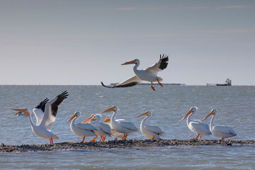 Fototapeta na wymiar American white pelicans on oyster reef