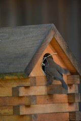 Bird building nest in birdhouse