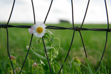 Flower in a Fence