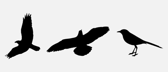 isolated black silhouette of a bird, vector collection