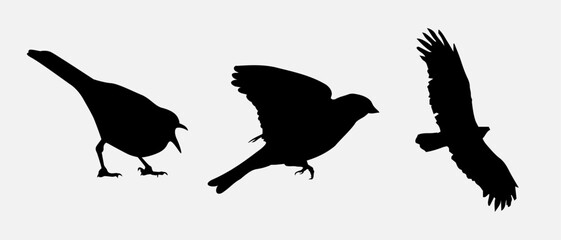 isolated black silhouette of a bird, vector collection