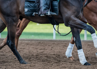 Powerful Legs in the Dirt