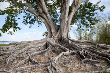 Fototapeta na wymiar Brown woolly fig tree Ficus drupacea in Bonita Beach, Florida