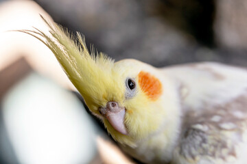 Portrait of Cockatiel close-up (Nymphicus hollandicus)