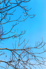 An Automn shape of a tree