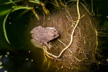 Raising meat frogs for food