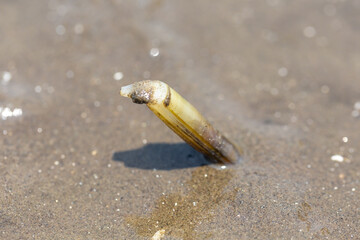 razor clams on Dutch beach