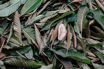 Fototapeta na wymiar Stack of dry leaves in winter. natural background