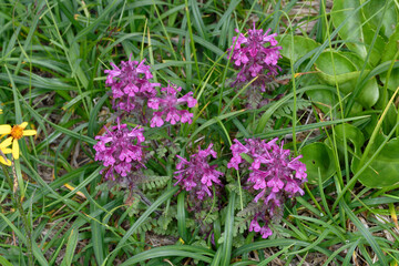 タカネシオガマ（北海道・大雪山）
